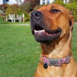 Nala Customer Review