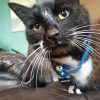Donnie_FMO_Cat